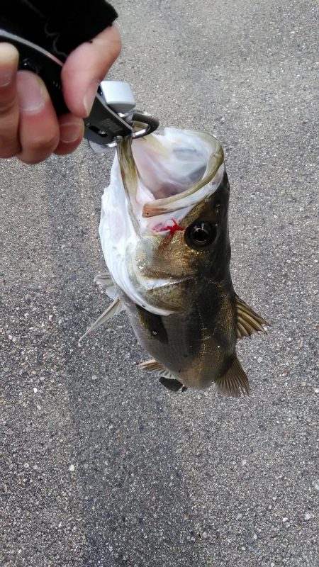 シーバスいい感じ