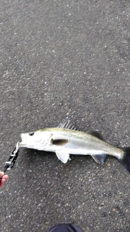 シーバスいました。