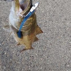 シーバスをキャッチ