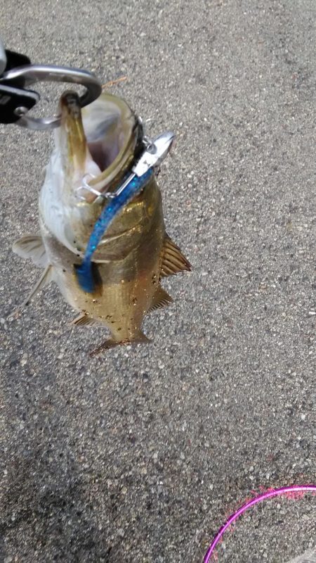 シーバスをキャッチ