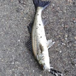 シーバスとキビレ