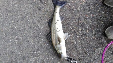 シーバスとキビレ