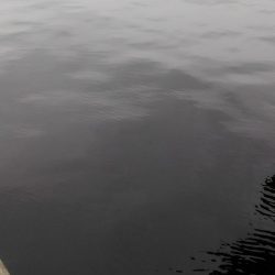 シーバスなんとか