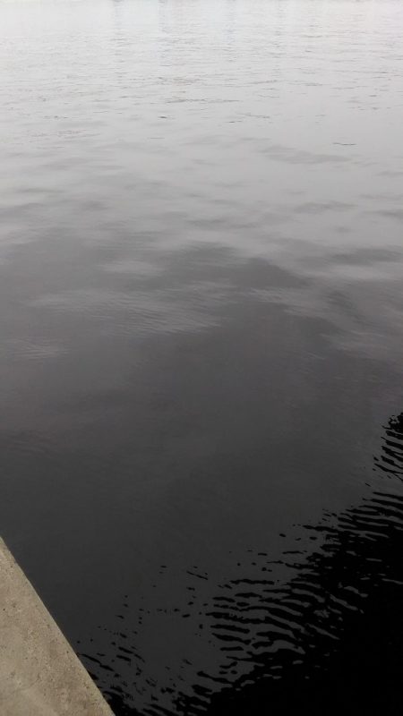 シーバスなんとか