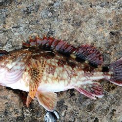 ガッシーつれた！