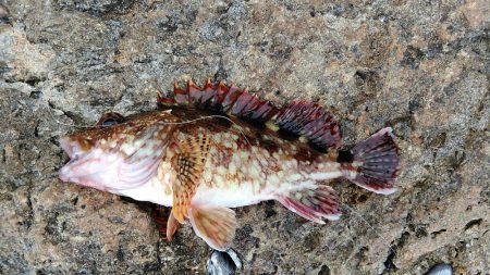 ガッシーつれた！