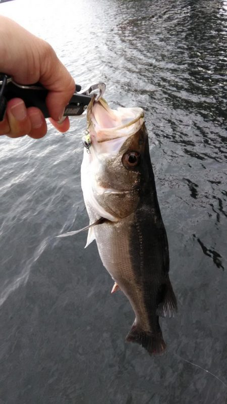 バラし連発後になんとかシーバス