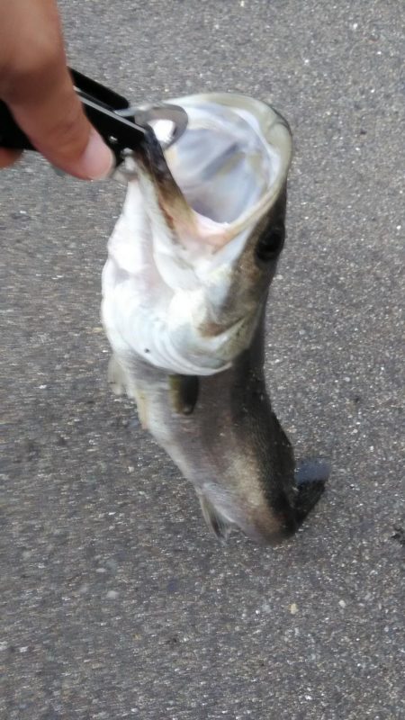 近所朝練でシーバス