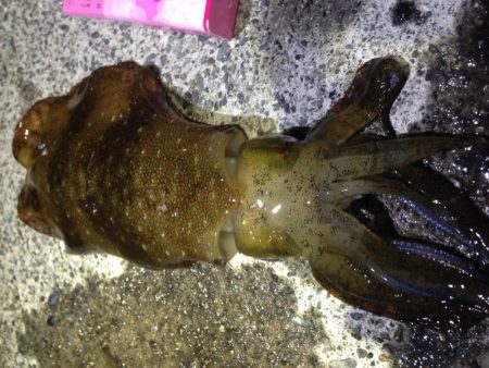 石津浜　アオリイカ釣果　湾内でもアオリイカ…