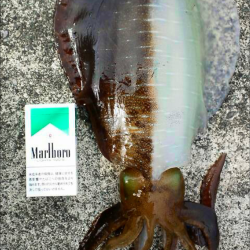 雨あがりの朝まずめ狙いで