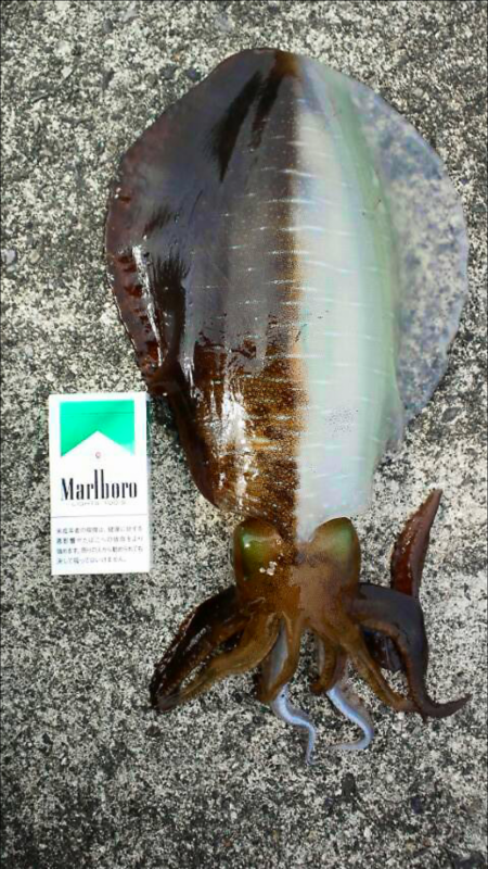 雨あがりの朝まずめ狙いで