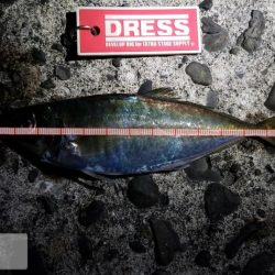 久しぶりの横浜沖堤でアジ狙い!