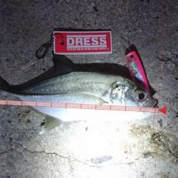 早朝１投目にオニヒラアジヒット