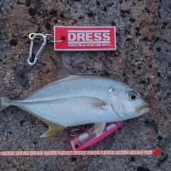 メッキ5バイトで2キャッチです。