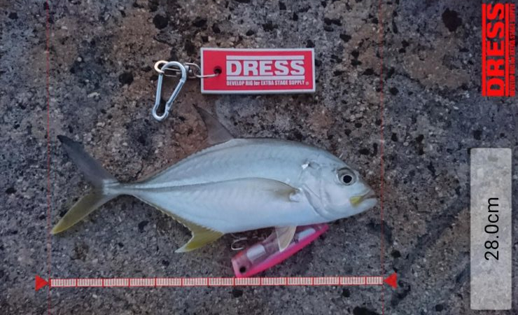 メッキ5バイトで2キャッチです。