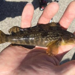 アブラメ新子＆根魚