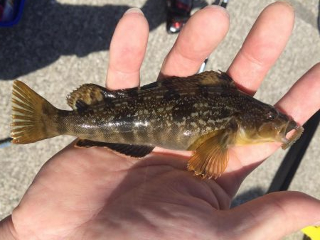 アブラメ新子＆根魚