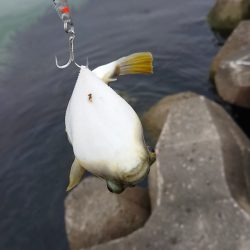 ベイトわらわら