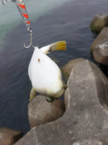 ベイトわらわら