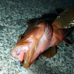 まずまずサイズのアコウ