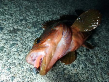 まずまずサイズのアコウ