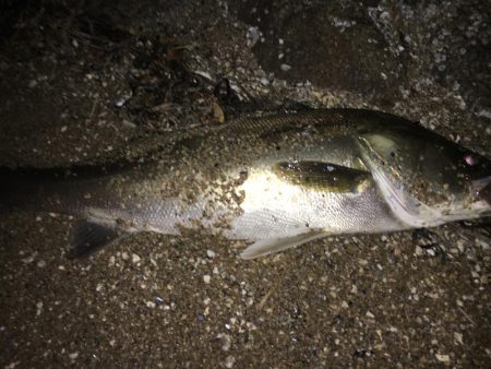 ねばってよかった