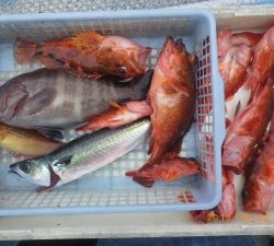 石川丸 釣果