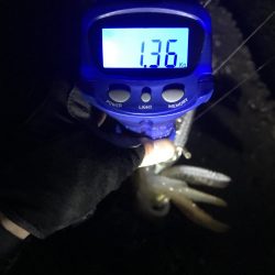 キロアップinエギングサミットin田辺