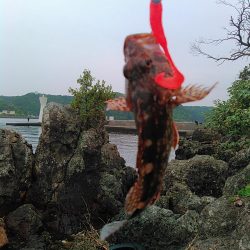 犬走堤防　ロックフィッシュゲーム