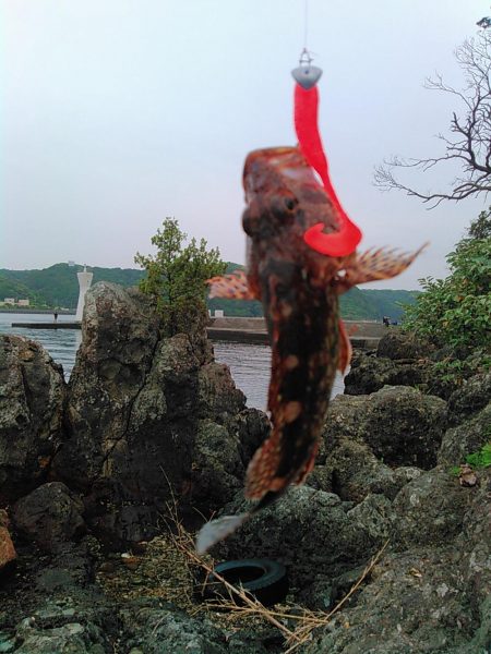 犬走堤防　ロックフィッシュゲーム