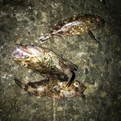 いつものナイトゲーム