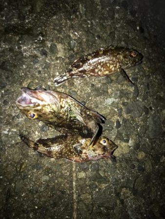 いつものナイトゲーム