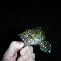 虫ヘッドで小物釣りに