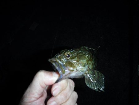 虫ヘッドで小物釣りに
