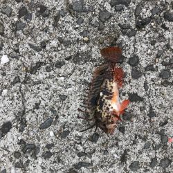 久しぶりの釣果