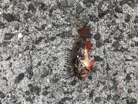 久しぶりの釣果