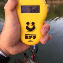 やはりファルケンRベイト