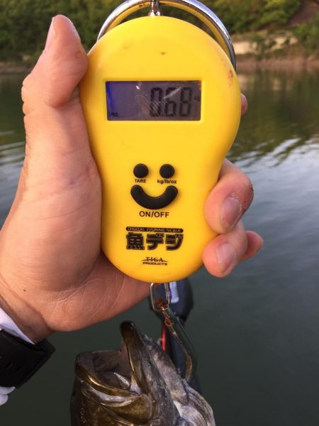 やはりファルケンRベイト