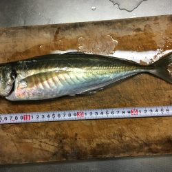 ヒラメちゃん！