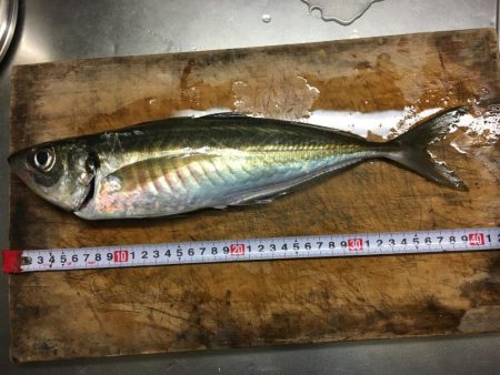 ヒラメちゃん！