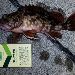 カサゴ尺前後が釣れています。