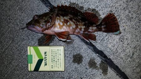 カサゴ尺前後が釣れています。