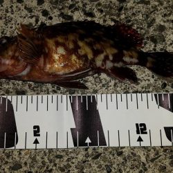 ライトゲームでキビレ、餌釣りではカサゴなど