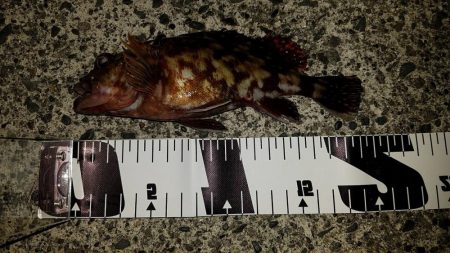 ライトゲームでキビレ、餌釣りではカサゴなど