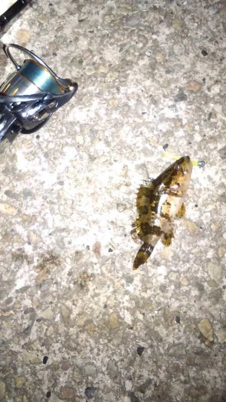 嫁メバリング修行