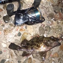 安定のメバリング