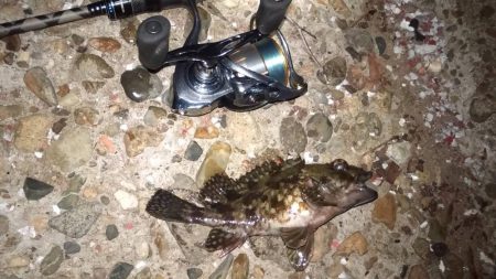 安定のメバリング