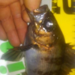 連休メバリング