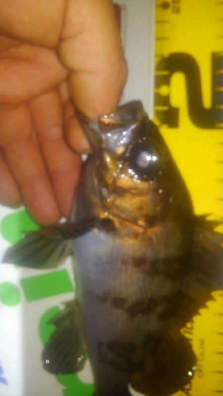 連休メバリング