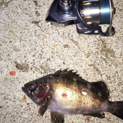 苦手な江井ヶ島で得意の小潮メバリング